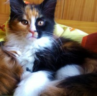 /album/fotogaleria-bella/a2015-02-07-10-02-05-jpg/